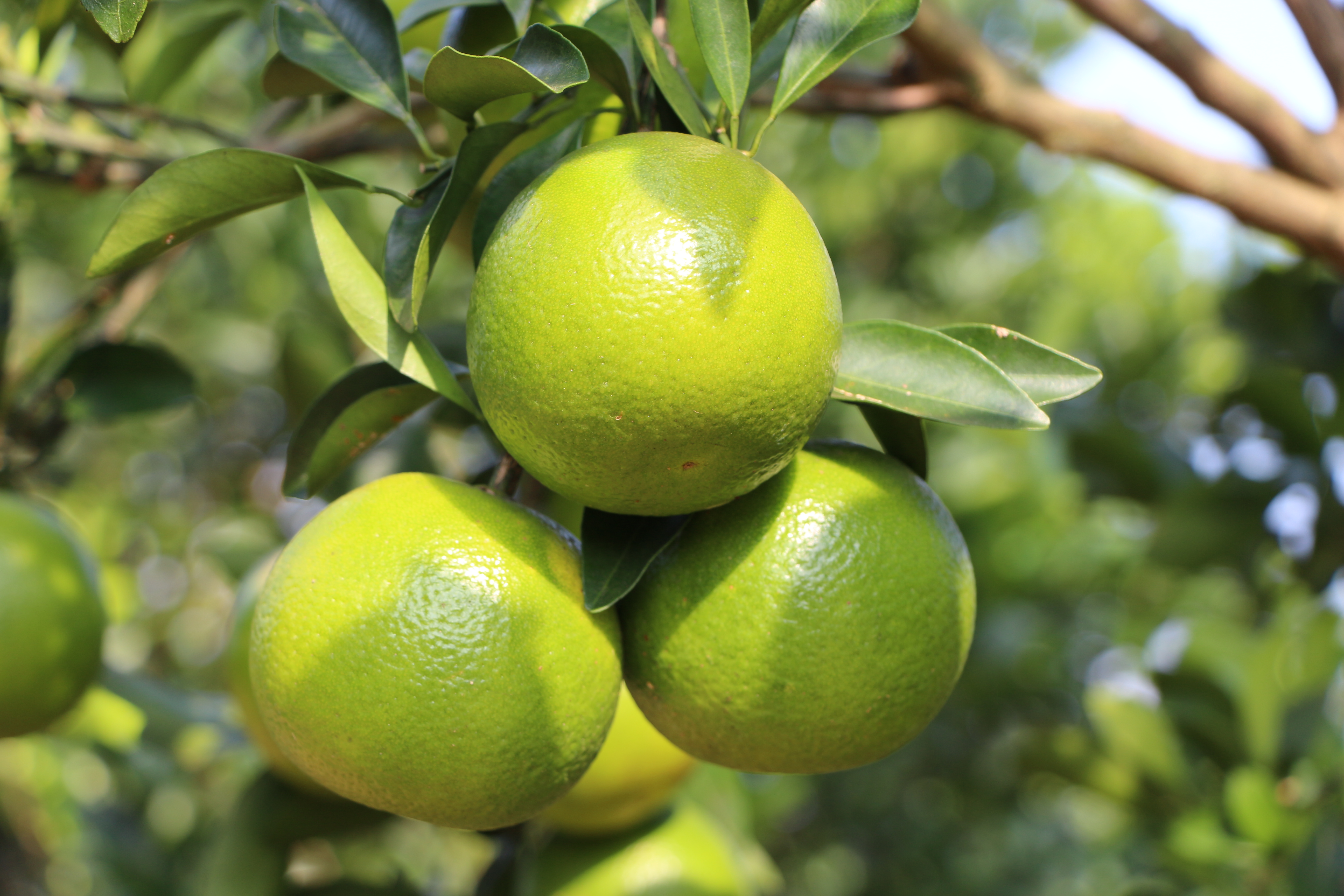 3044永利集团鲜果福橙