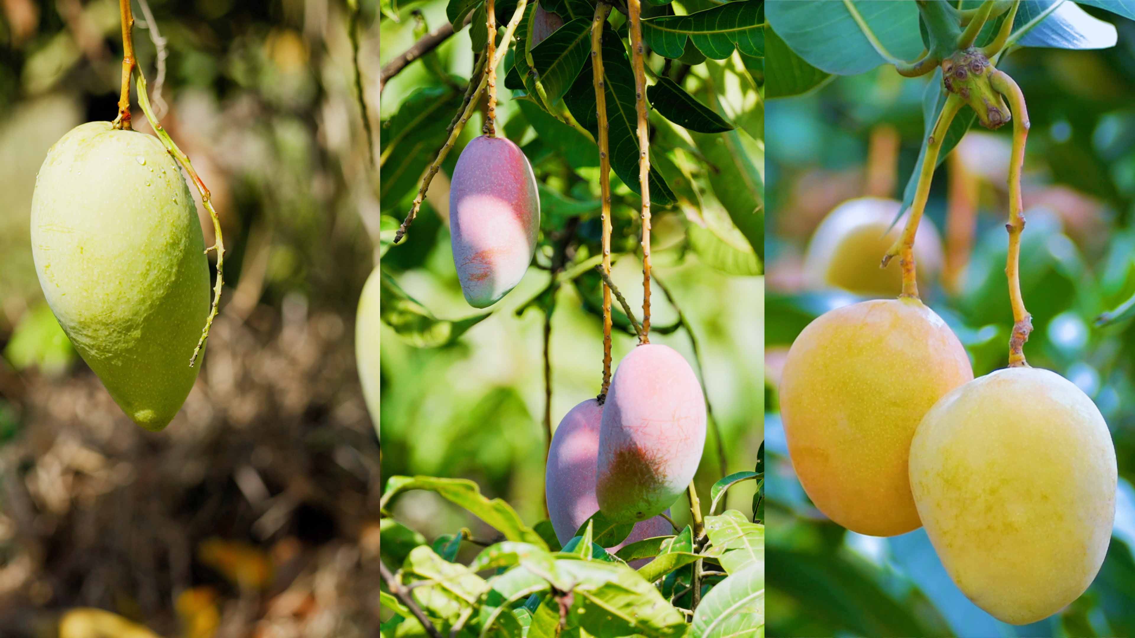 3044永利集团哲林芒果