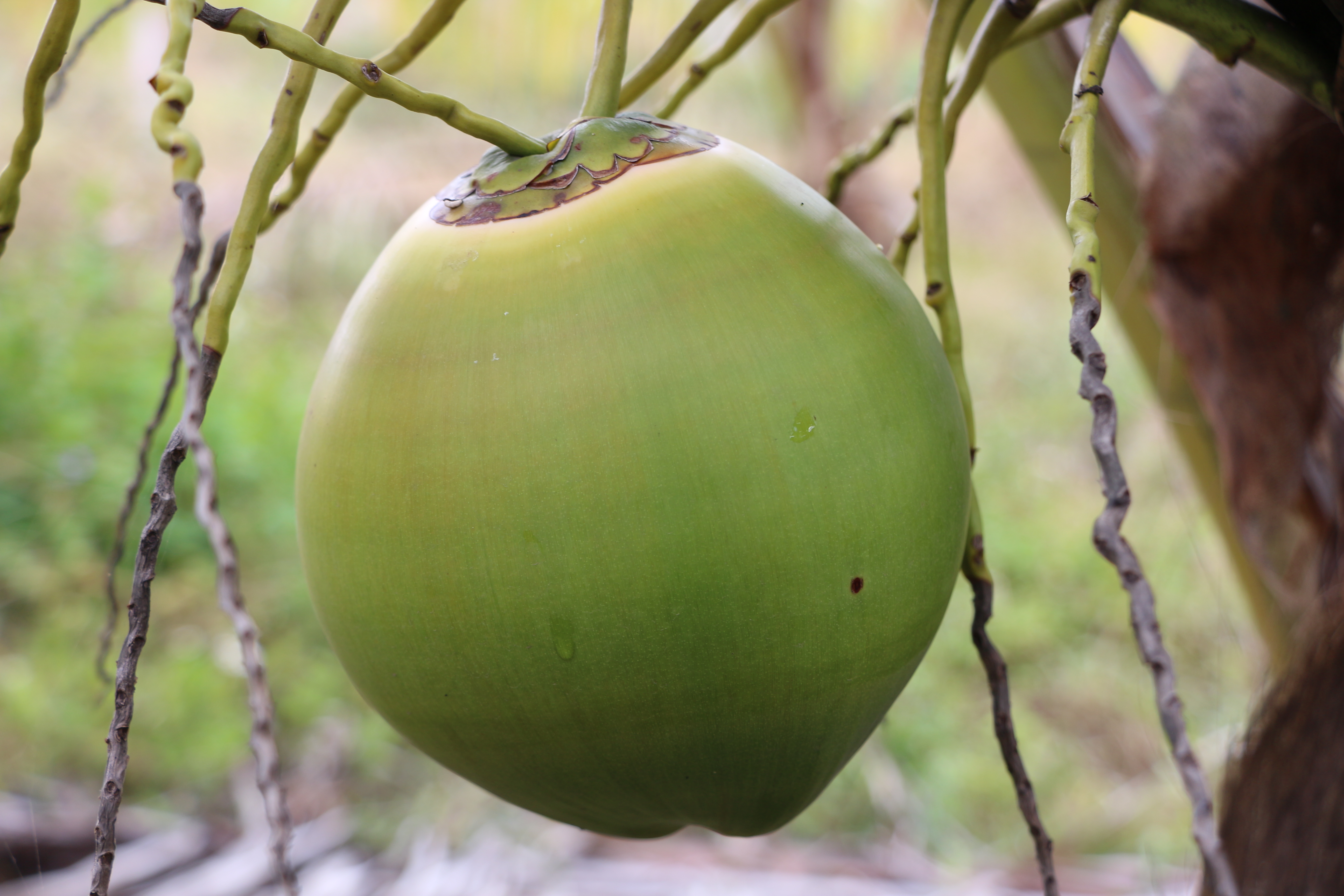 3044永利集团鲜果椰青