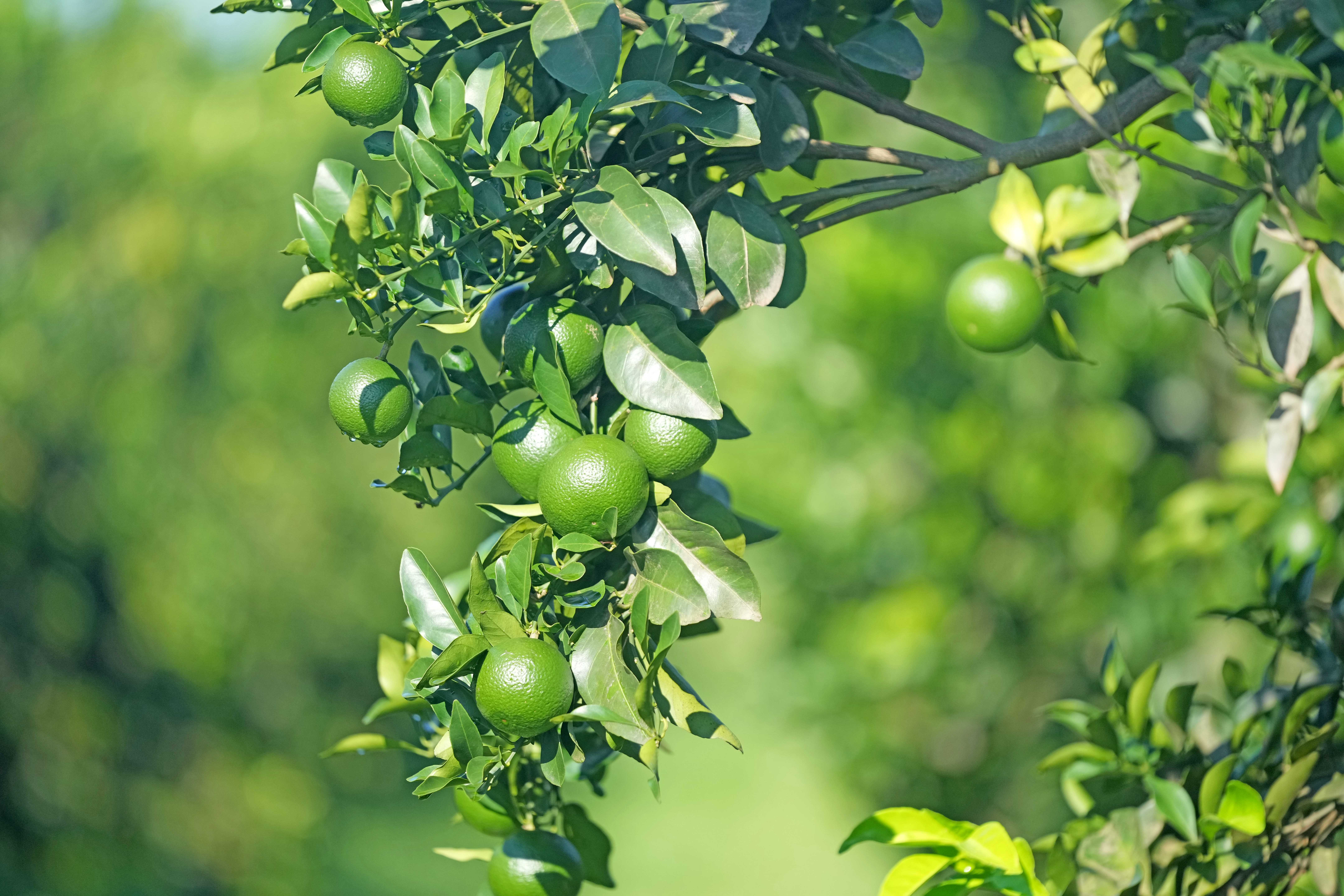 ff137e2a762743d5a5618a9e53abd4ba